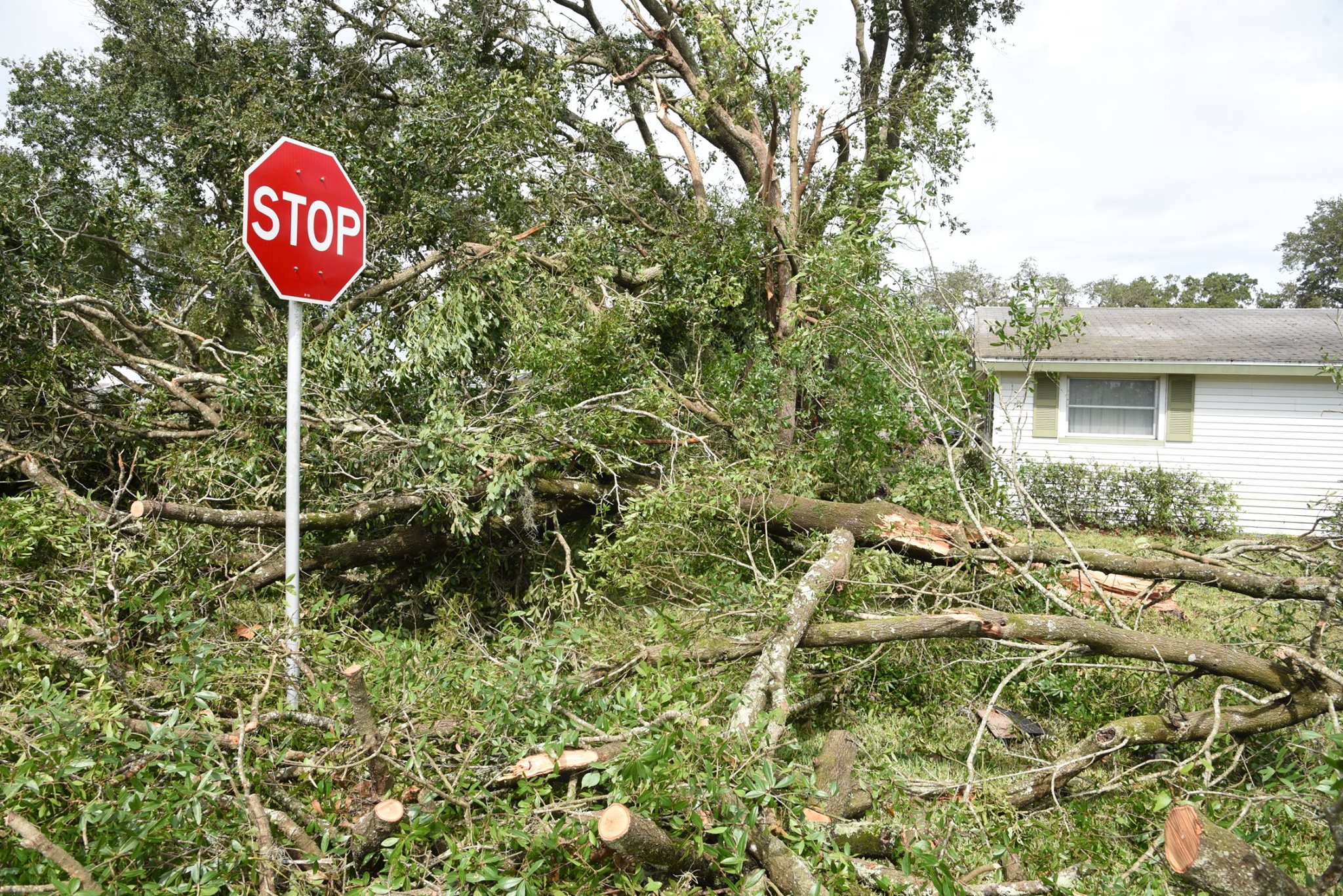 Stop sign and downed trees from tornado damage